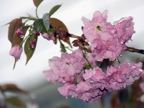 Cherry blossoms: François Dubois says his favourite cultivar is the Kwanzan flowering cherry. Ellen F. O'Connell/Hazelton Standard-Speaker/Associated Press

Raindrops hang from cherry blossoms in full bloom on trees in Hazleton, Pa., Tuesday, May 3, 2016.  (Ellen F. O'Connell/Hazelton Standard-Speaker via AP) MANDATORY CREDIT ORG XMIT: PAHAZ101