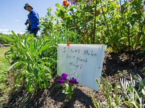A sign reading, 'I was stolen by a plant thief,' at the Queen Elizabeth Park rose garden in Vancouver on June 11.