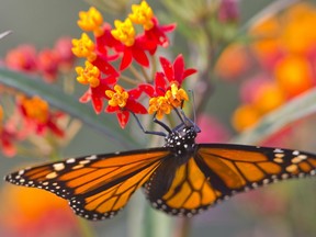 A monarch butterfly feeds on the nectar of milkweed.