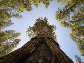 In this June 12, 2018 photo, a skyward view shows the California Tunnel Tree, a giant sequoia in the Mariposa Grove at Yosemite National Park, Calif. For three years, some of the most striking examples of these towering marvels were off limits to visitors in Yosemite National Park.