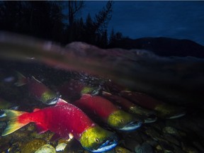 Thousands of endangered sockeye headed for Cultus Lake spawning grounds swim alongside millions of fish destined for much further up the Fraser and Thompson Rivers.