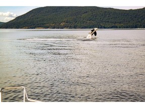 An orca whale breaches off the coast of Salt Spring Island, B.C. after being rescued from entanglement in a commercial prawn trap line.