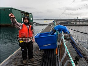 Moe Isaac is the manager of the Marine Harvest fish farm near Midsummer Island off Alert Bay. There is plenty of informative and real science to support salmon farming sustainability in B.C. waters, writes Lee Poirier. DARREN STONE [PNG Merlin Archive]