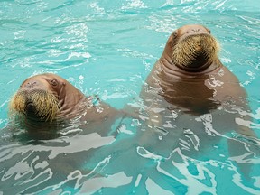 Lakina and Balzak are the first walruses to be born in human care in Canada.