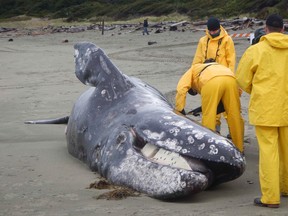 Federal officials are now supporting a Native American tribe’s decades-long request to resume whale hunts off the coast of Washington state. A grey whale washed up on the beach at Pacific Rim National Park on the west coast of Vancouver Island is shown in an April, 2015 handout photo.