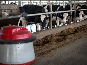 Cows stand in a barn at the Mount Kolb dairy farm in Caledon, Ontario, Canada, on Wednesday, Nov. 18, 2015.