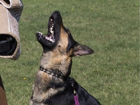 File photo: A police dog in training. A Vancouver officer won't face charges for unleashing a service dog on an erratic suspect in 2016, the B.C. prosecution service explained this week.
