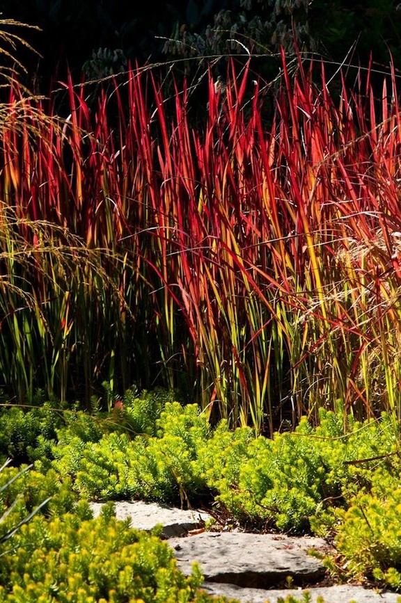 Brian Minter Ornamental grasses now a garden mainstay Vancouver Sun