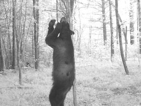 Thousands of trail cameras are being put out in the wilds of Wisconsin to photograph wildlife, such as this black bear, and help improve wildlife management.