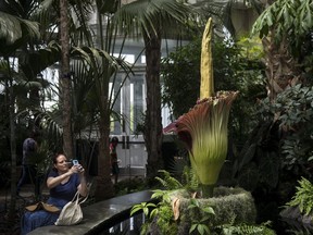 A corpse flower bloomed in June at the New York Botanical Garden in New York City.