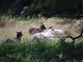 Feral sheep have been on Jedediah Island Marine Provincial Park for generations, and are wary of human visitors.