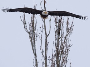 A bald eagle flies over a farm in Delta, B.C., on Sunday February 5, 2017. Hundreds of eagles have gathered in the area near a large organic composting facility to feed during a recent cold snap. THE CANADIAN PRESS/Darryl Dyck ORG XMIT: VCRD112