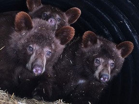 Orphaned bear cubs pictured at the Aspen Valley Wildlife Sanctuary in Ontario.