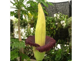 A corpse flower blooms at a greenhouse in Blacksburg, Va. in 2006.