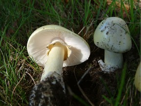 Amanita phalloides, more commonly known as "death cap" mushroom.