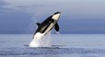 A female orca breaches in the Salish Sea. There are only 75 members of the southern resident killer whales left, down from 83 two years ago, compared with 40,000 seals in the Strait of Georgia alone. (Photo: Elaine Thompson, Associated Press files)