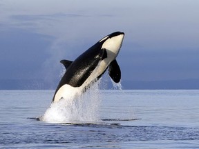 A female orca breaches in the Salish Sea. There are only 75 members of the southern resident killer whales left, down from 83 two years ago, compared with 40,000 seals in the Strait of Georgia alone. (Photo: Elaine Thompson, Associated Press files)