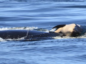 In this photo taken Tuesday, July 24, 2018, provided by the Center for Whale Research, a baby orca whale is being pushed by her mother after being born off the Canada coast near Victoria, British Columbia. The new orca died soon after being born. Ken Balcomb with the Center for Whale Research says the dead calf was seen Tuesday being pushed to the surface by her mother just a half hour after it was spotted alive. Balcomb says the mother was observed propping the newborn on her forehead and trying to keep it near the surface of the water.