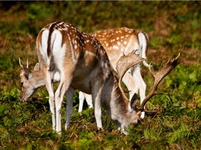Introduced fallow deer are altering the natural ecosystem on Mayne Island.