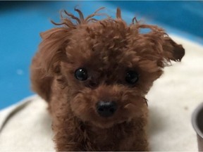 The BC SPCA says Mickey the poodle was stolen from the Vancouver SPCA shelter on July 24. Someone used bolt cutters to cut through the outer gate of the facility and the kennel door.