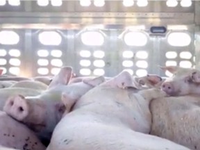 A still from a video showing pigs crowded into a transport truck, posted in July 2018 by the Kamloops Animal Rights Movement & Advocacy (KARMA) group.