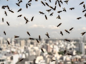 Flying ants are swarming parts of Metro Vancouver this week.