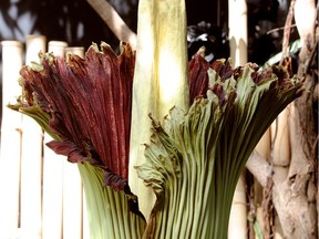 "Uncle Fester" the corpse flower now in full and fetid bloom at the Bloedel Conservatory  in Vancouver, July 16, 2018.