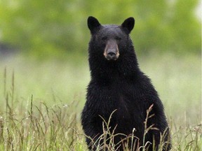 A black bear — not this one, this one is in Oregon — has forced the closure of a popular beach in Belcarra.