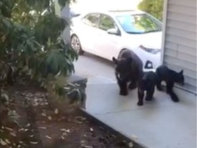 Port Moody resident Dave Dawson and his family received a shock on Sunday, July 22, 2018 when a trio of bears dropped by their backyard gathering.