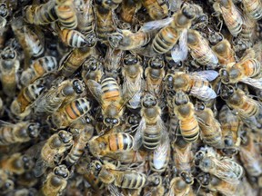 A close-up view shows some of the thousands of bees in a swarm hanging off a tree at the dog park in Stratford, Ont., on Friday, July 5, 2013.