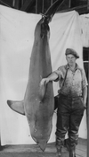 It took five men to land this 500-pound salmon shark just off Point Grey in 1938.