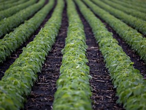 Soybean prices have fallen dramatically in recent weeks.