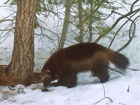 Wolverines give birth starting in February when backcountry recreation is still well underway.