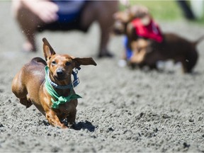 Nugget runs at the annual Dog Days of Summer Wiener Dog Races at Hastings Racecourse on Saturday.