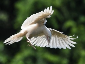 A white raven photographed in Coombs.