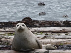 A new study shows that historic high levels of harbour seals are taking a big bite out of juvenile chinook and coho populations in the Strait of Georgia.