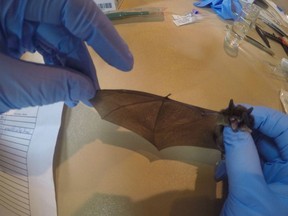 Metro Vancouver is studying the bats that seasonally occupy Burvilla,  a 1905-era heritage home at Deas Island Regional Park in Ladner. The spread of white-nose syndrome is considered a lethal threat to the colony.