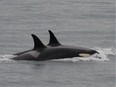 In this Saturday, Aug. 11, 2018, photo released by the Center for Whale Research, an orca, known as J35, foreground, swims with other orcas near Friday Harbor, Alaska. Researchers said J-35 an endangered killer whale that drew international attention as she carried her dead calf on her head for more than two weeks is finally back to feeding and frolicking with her pod.
