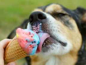 close up of a German Shepherd Mix Dog licking a rainbow colored ice cream cone on a summer day.