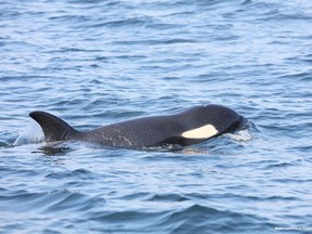 File photo: Orca J50 off Cape Flattery, Washington.