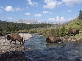 Wild plains bison cross the Panther River in Banff National Park in this handout photo.