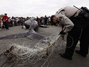 Risky rescues disentangle the ocean's giants from fishing detritus