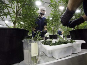 Workers produce medical marijuana at Canopy Growth Corporation's Tweed facility in Smiths Falls, Ont., on February 12, 2018.
