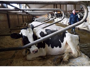 Dairy cows rest at a farm in Eastern Ontario on Wednesday, April 19, 2017. Two of Donald Trump's top lieutenants are turning up the heat on the Trudeau government to open up its protected supply-managed dairy industry as Canada returns to the NAFTA bargaining table.