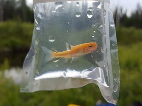 A rosy red minnow is shown in this undated handout photo. Biologists have discovered an invasive species breeding in a Prince George, B.C., stream that flows into a tributary of the Fraser River. The rosy red minnow is commonly sold by pet stores as feeder fish for other species and they aren't native to northern B.C.
