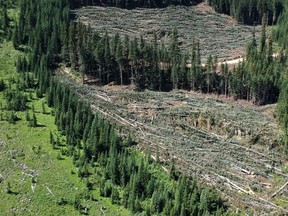 Environmental groups want the B.C. government to deny an Imperial Metals application to explore an area near Manning Park, which was logged last year.