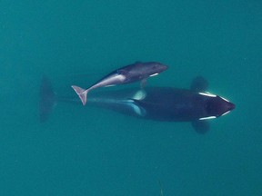 This September 2015 photo provided by NOAA Fisheries shows a aerial view of adult female Southern Resident killer whale (J16) swims with her calf (J50). Federal officials are weighing options to save an emaciated endangered orca that includes feeding it live salmon dosed with medicine. Biologists are worried about the survival of a 4-year-old orca known as J-50, a member of a dwindling population of whales that spend time in Pacific Northwest waters