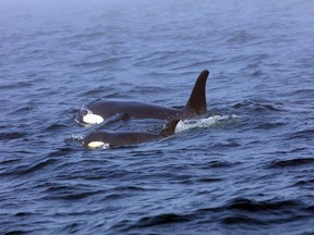 In this Tuesday, Aug. 7, 2018, Southern Resident killer whale J50 and her mother, J16, swim off the west coast of Vancouver Island near Port Renfrew, B.C.