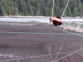 A salmon farmer is pictured at Hardwicke Island Farm north of B.C.'s Discovery Islands.