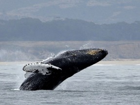 More than 20 humpback whales around northeastern Vancouver Island have learned a unique feeding method called "trap feeding."